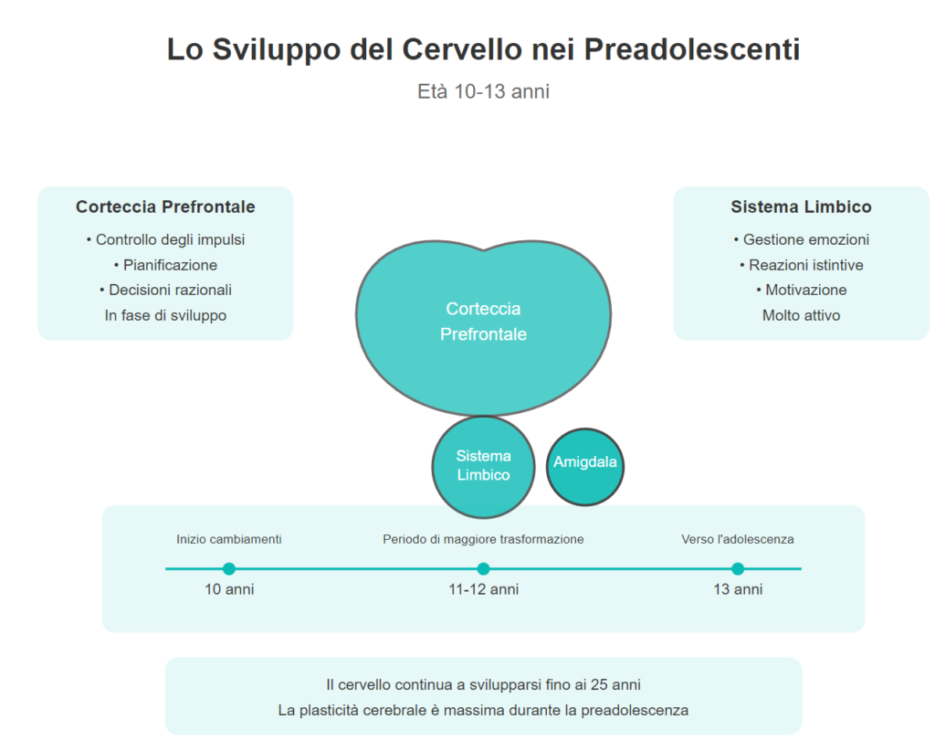 sviluppo del cervello nei preadolescenti